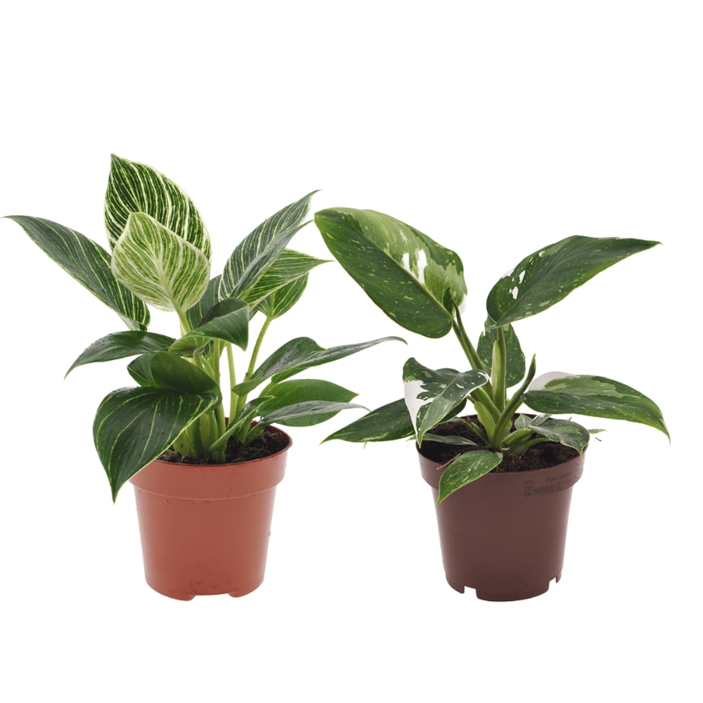 Philodendron Set 