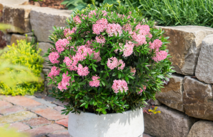 Rhododendron 'Bloombux Magenta®'