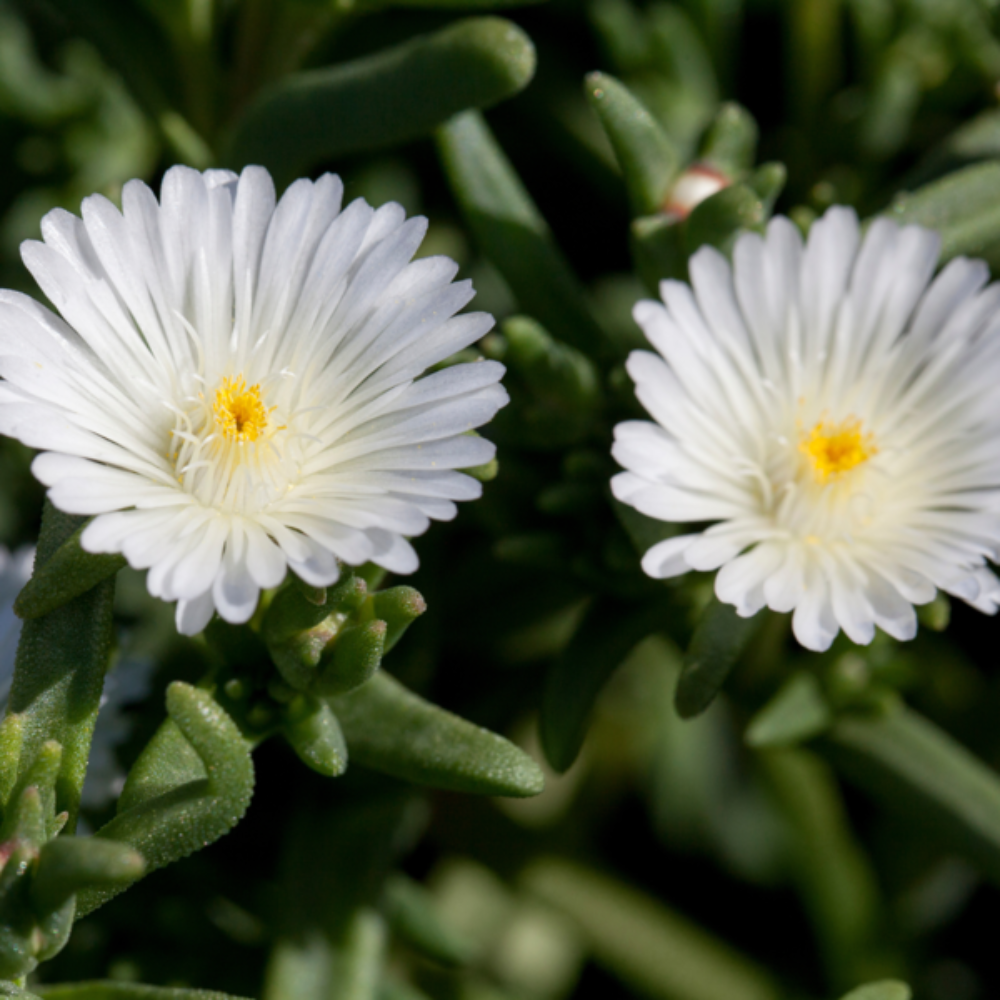 Winterharte Eisblume