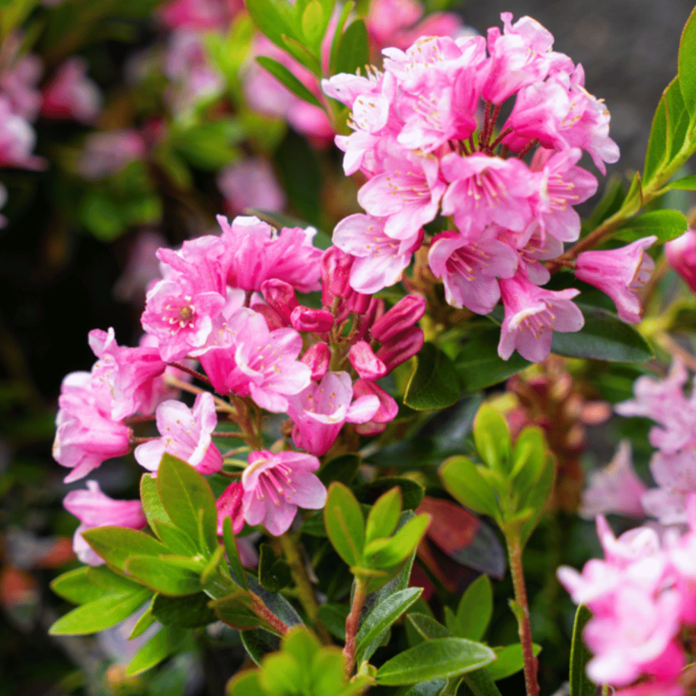 Rhododendron 'Bloombux Magenta®'