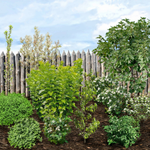 Pflanzen-Set “Fruchtvielfalt im Garten“