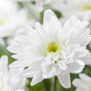 Herbst-Chrysantheme, Weiß