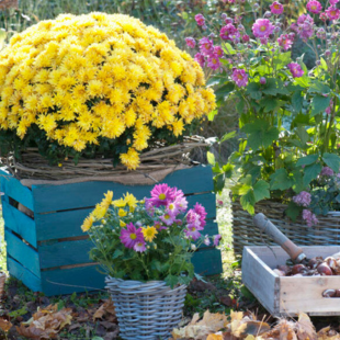 Chrysanthemen