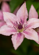  Clematis 'Pink Fantasy'