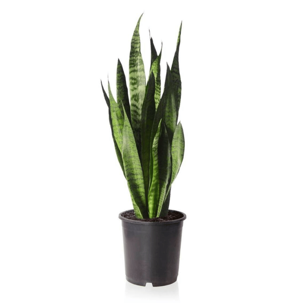 Bogenhanf 'Sansevieria zeylanica'