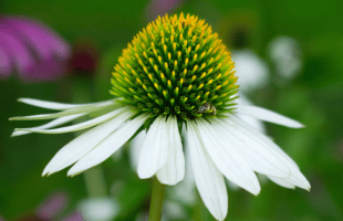 Weißer Purpursonnenhut (Echinacea) 'Alba'