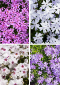 Bunter Phlox-Mix