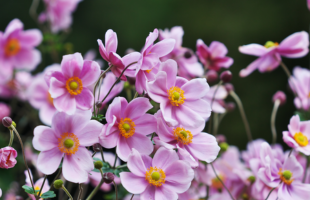 Garten-Anemone 'Rose Shades'