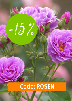 Letzte Chance: 15 % Rabatt auf Rosen