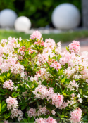 Rhododendron 'Nugget by Bloombux®', 10er-Set