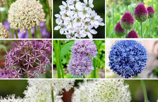 Allium-Mix 