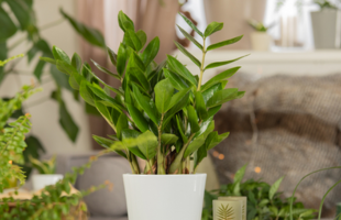 Zamioculcas