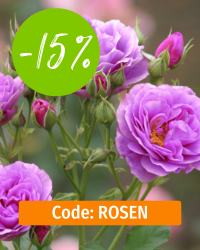 15 % Vorteilsrabatt auf Rosen