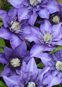 Clematis 'Multi Blue'